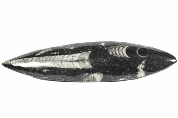 Polished Orthoceras (Cephalopod) - Long #77568